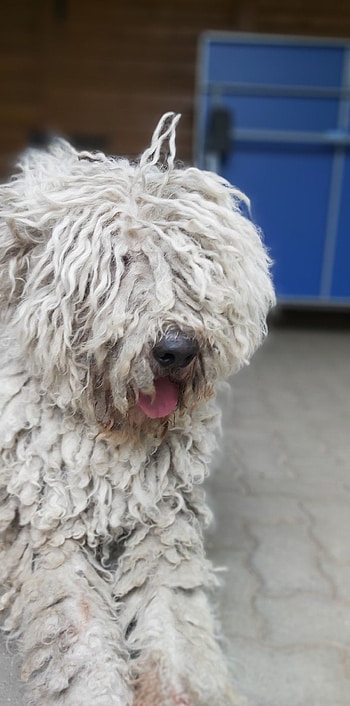 Bergamasco, Betyr dogs, Animal HD phone wallpaper