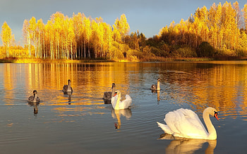 Swan Family, Latvia, autumn, swans, lake HD wallpaper