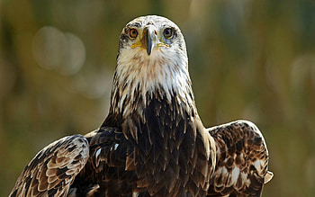 Animals, Bird, Predator, Sight, Opinion, Eagle HD wallpaper