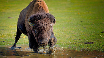 Bison's soulful gaze, collection, Nature's magnificence, Wildlife fascination HD wallpaper