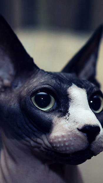 Sphynx Cat, Full , Subtle elegance, Captivating charm HD phone wallpaper