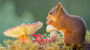 Brown Squirrel Is Standing Near Mushrooms Bushes In Blur Green Background Squirrel HD wallpaper
