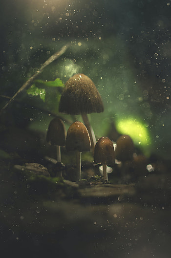 Mashrooms, Macro, Glare, Wet HD phone wallpaper