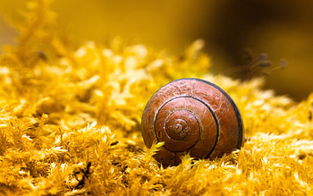 Animals, Snails HD wallpaper