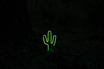 Dark, Neon, Cactus HD wallpaper