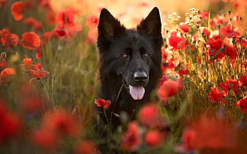 German Sheperd, dog, animal, look HD wallpaper