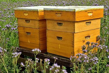 Meadow, Beehives HD wallpaper