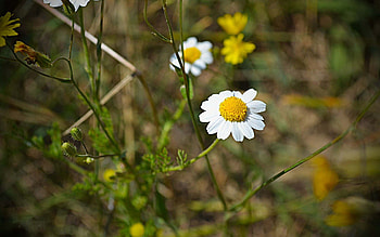 Flowers, Grass, Camomile, Macro, Field HD wallpaper