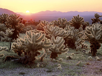 Nature, Cactuses, Sunset, Desert HD wallpaper