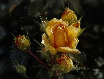 yellow rose, black, beautyfull, green, flower HD wallpaper