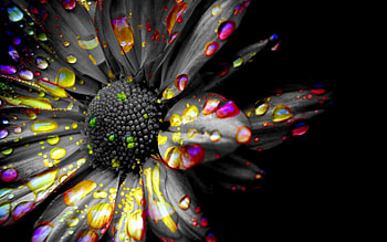 Black And White Color Splash HD wallpaper