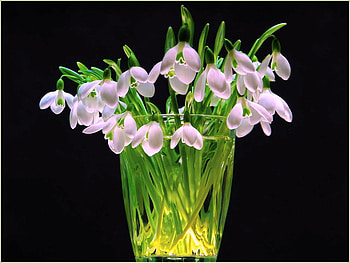 A hint of pink, pink, black background, vase, flowers, green stems HD wallpaper