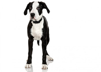 Long legged puppy, animal, dog, puppy, crossbred, pet HD wallpaper