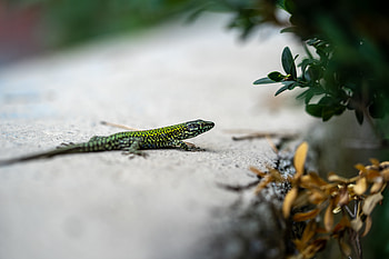 Animals, Branch, Lizard, Reptile, Creepy HD wallpaper