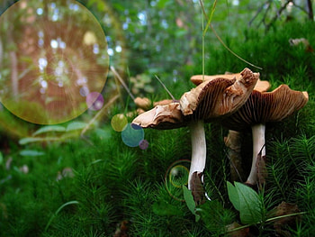 MUSHROOM SUNLIGHT, SUNLIGHT, FOREST, PLANTS, GREENS, SUN, NATURE, LANDSCAPES, GRASS, FIELDS, MUSHROOMS HD wallpaper