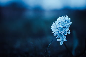 Close-up of a monochrome blue hyacinth flower in natural surroundings. HD wallpaper