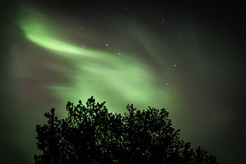 Night, Dark, Wood, Tree, Starry Sky, Northern Lights, Aurora Borealis HD wallpaper