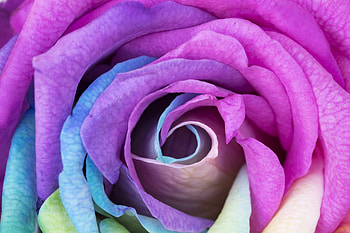 Rose, blue, pink, skin, flower, texture, trandafir HD wallpaper