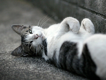 Animals, Cat, Lie, To Lie Down, Spotted, Spotty, Asphalt, Bw, Chb HD wallpaper