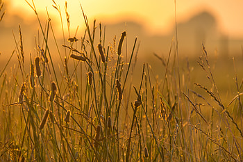 Nature, Grass, Wind, Ear HD wallpaper