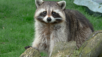 Animals, Grass, Sight, Opinion, Log, Raccoon HD wallpaper