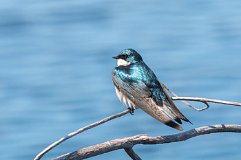 Animals, Bird, Branch, Swallow HD wallpaper