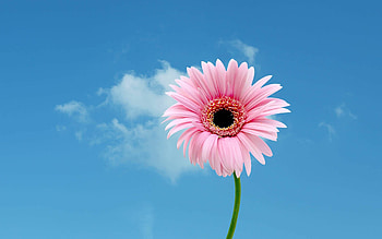 Single Flower, Daisies HD wallpaper