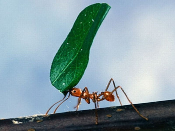 Worker-Ant-Carrying-Leaf, worker-ant, cool, carrying-leaf HD wallpaper