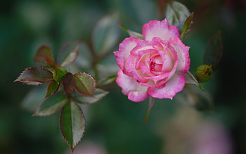 Pink Rose, rose, pink, macro, flower HD wallpaper
