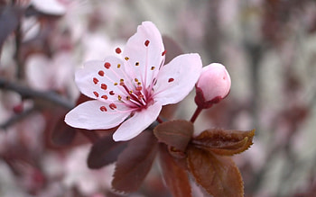 Flower, Plant, Macro, Bloom, Flowering, Spring HD wallpaper