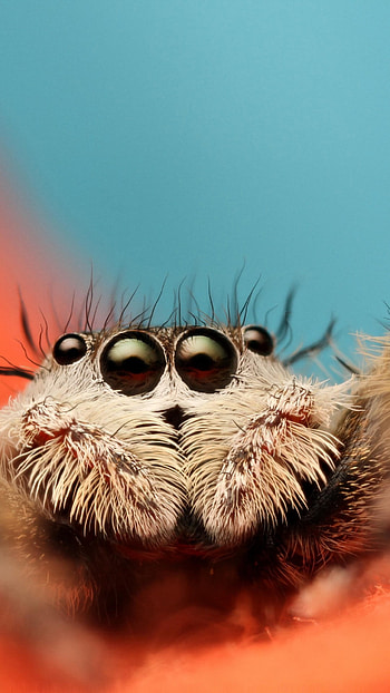 Jumping spider , High-resolution , Macro graphy, Wall-worthy HD phone wallpaper