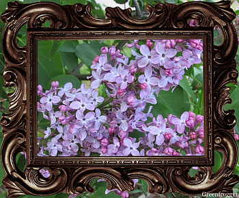 FRAMED LILACS, PRETTY, LILACS, FLOWERS, FRAMED HD wallpaper