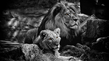 Lion, Majestic king, Powerful presence, Regal beauty HD wallpaper
