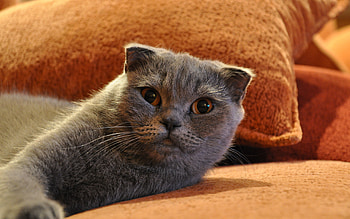 Scottish Fold, Cozy house cat, , Perfect pet HD wallpaper