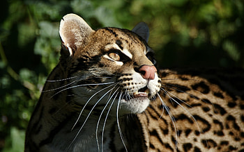 Animals, Leopards HD wallpaper