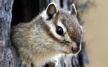 Chipmunk, , Mobile charm, Alvin and the Chipmunks HD wallpaper