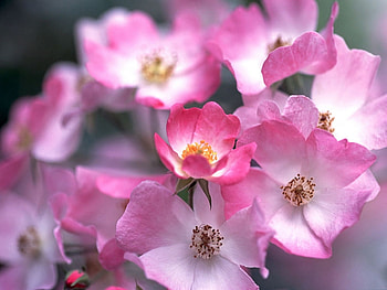 Plants, Flowers, Violet HD wallpaper