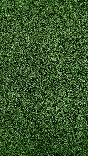 Grass background, Xperia x series, Premium , Vibrant HD phone wallpaper
