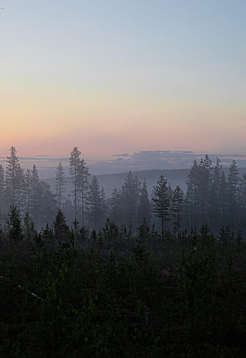 Nature, Trees, Forest, Fog, Fir, Spruce HD phone wallpaper