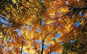 Landscape, Trees, Autumn HD wallpaper