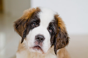 Animals, Muzzle, Sight, Opinion, Puppy, St. Bernard, Saint Bernard HD wallpaper