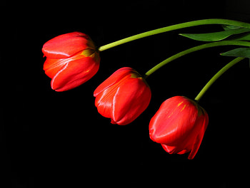 TULIPS, PETALS, LEAVES, COLORS, STEMS HD wallpaper