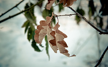 Autumn, Macro, Foliage, Dry, Oak HD wallpaper