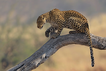 Leopard , Captivating , Majestic creature, Intriguing pattern HD wallpaper