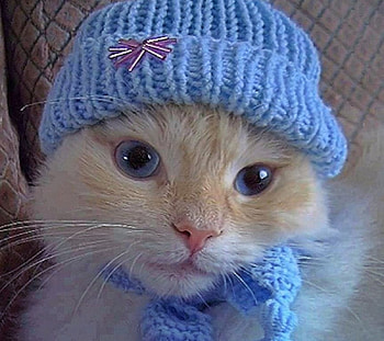 ~ Cute kitten ~, blue, kitty, eyes, Cat, hat HD wallpaper