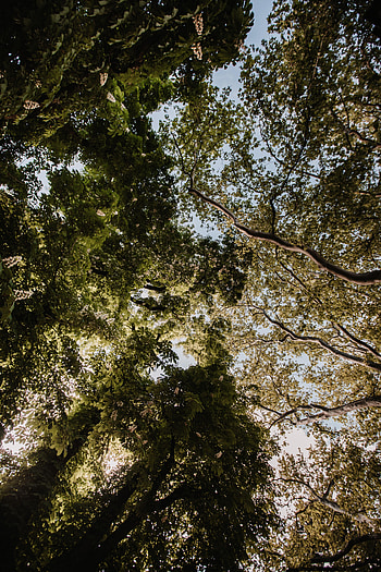 Nature, Trees, Forest, Branches, Bottom View HD phone wallpaper