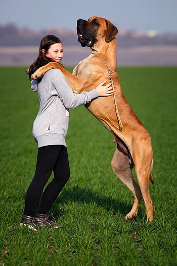 A teenage girl embraces a huge Great Dane in a green field on a sunny day. HD phone wallpaper