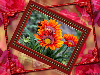 PRETTY GAZANIAS, PRETTY, FLOWERS, GAZANIA, FRAMED HD wallpaper