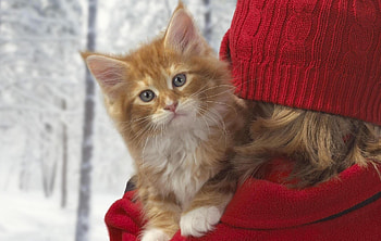 Animals, Winter, Cat, Muzzle, Color, Hands, Care HD wallpaper