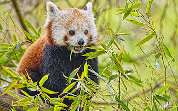 Red Panda, animal, bear, panda HD wallpaper
